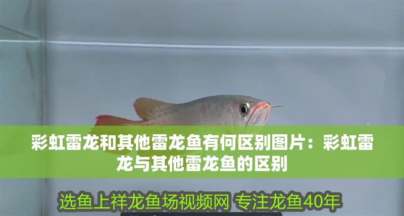 彩虹雷龍和其他雷龍魚有何區別圖片：彩虹雷龍與其他雷龍魚的區別