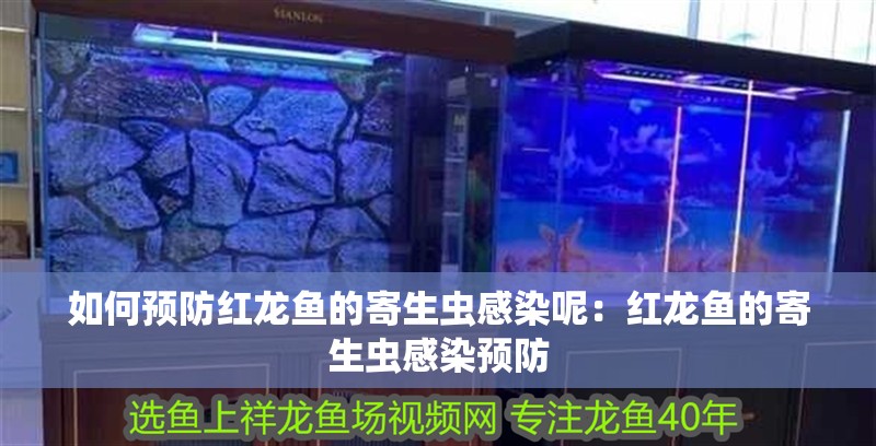如何預(yù)防紅龍魚的寄生蟲感染呢：紅龍魚的寄生蟲感染預(yù)防