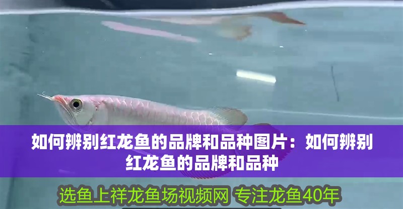 如何辨別紅龍魚的品牌和品種圖片：如何辨別紅龍魚的品牌和品種