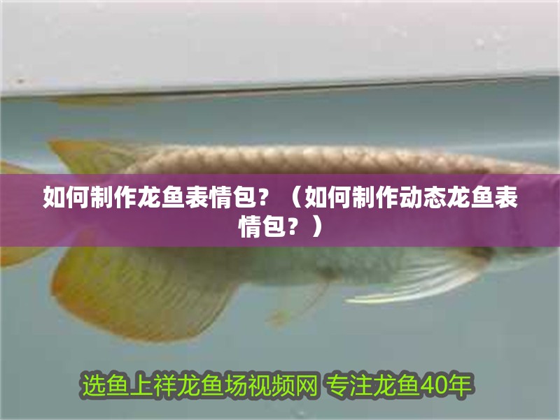 如何制作龍魚表情包？（如何制作動態龍魚表情包？） 如何制作龍魚表情包？（如何制作動態龍魚表情包？） 龍魚百科