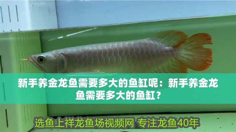 新手養(yǎng)金龍魚需要多大的魚缸呢：新手養(yǎng)金龍魚需要多大的魚缸？ 新手養(yǎng)金龍魚需要多大的魚缸呢：新手養(yǎng)金龍魚需要多大的魚缸？ 水族問答