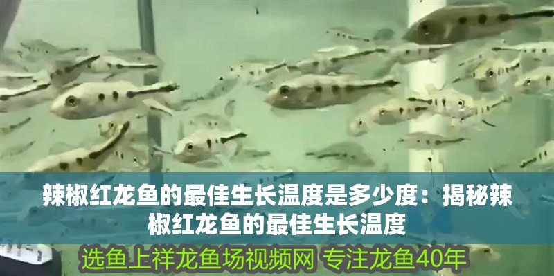 辣椒紅龍魚的最佳生長溫度是多少度：揭秘辣椒紅龍魚的最佳生長溫度 辣椒紅龍魚的最佳生長溫度是多少度：揭秘辣椒紅龍魚的最佳生長溫度 水族問答