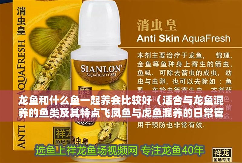 龍魚和什么魚一起養會比較好（適合與龍魚混養的魚類及其特點飛鳳魚與虎魚混養的日常管理）