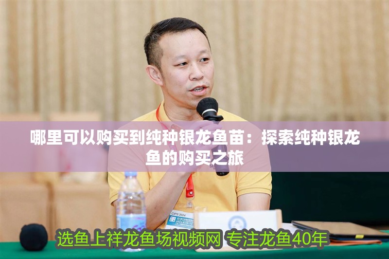 哪里可以購(gòu)買(mǎi)到純種銀龍魚(yú)苗：探索純種銀龍魚(yú)的購(gòu)買(mǎi)之旅