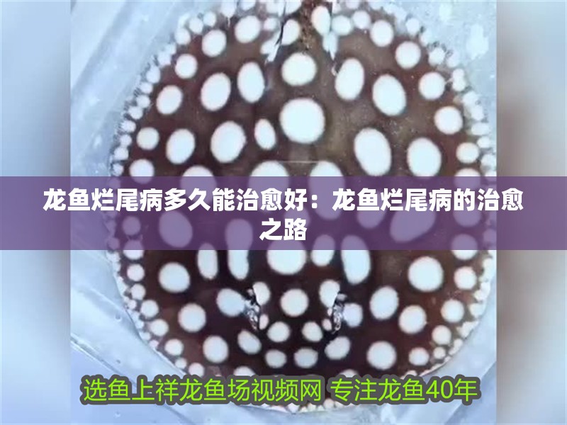 龍魚爛尾病多久能治愈好：龍魚爛尾病的治愈之路