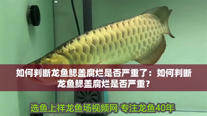 如何判斷龍魚(yú)鰓蓋腐爛是否嚴(yán)重了：如何判斷龍魚(yú)鰓蓋腐爛是否嚴(yán)重？