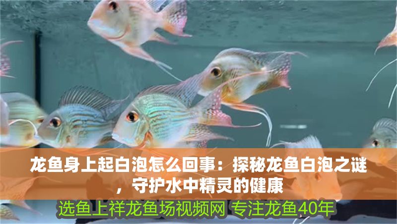 龍魚身上起白泡怎么回事：探秘龍魚白泡之謎，守護水中精靈的健康