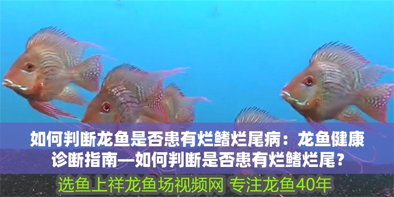 如何判斷龍魚是否患有爛鰭爛尾病：龍魚健康診斷指南—如何判斷是否患有爛鰭爛尾？ 如何判斷龍魚是否患有爛鰭爛尾病：龍魚健康診斷指南—如何判斷是否患有爛鰭爛尾？ 水族問答