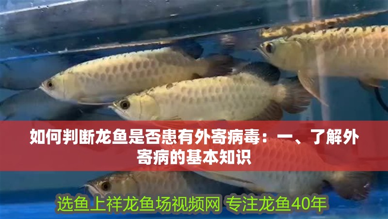 如何判斷龍魚是否患有外寄病毒：一、了解外寄病的基本知識