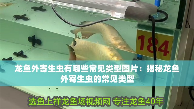 龍魚外寄生蟲有哪些常見類型圖片：揭秘龍魚外寄生蟲的常見類型
