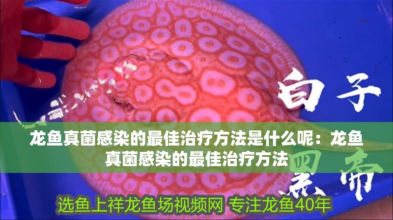 龍魚真菌感染的最佳治療方法是什么呢：龍魚真菌感染的最佳治療方法