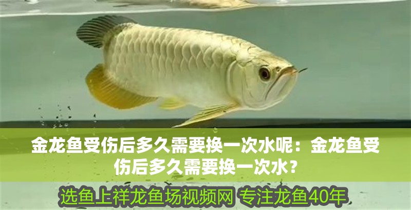 金龍魚受傷后多久需要換一次水呢：金龍魚受傷后多久需要換一次水？