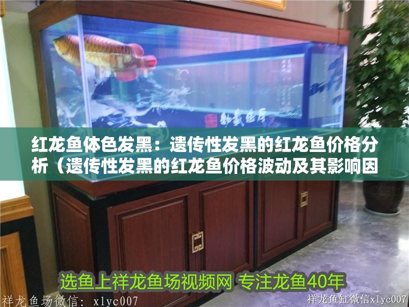 給大魚缸換水的作文:體驗給大魚缸換水的樂趣:體驗給大魚缸換水:給大魚缸換水的作文 紅龍魚體色發黑:遺傳性發黑的紅龍魚價格分析(遺傳性發黑的紅龍魚價格波動及其影響因素及價格波動) 水族問答 紅龍魚體色發黑:遺傳性發黑的紅龍魚價格分析(遺傳性發黑的紅龍魚價格波動及其影響因素及價格波動) 紅龍魚體色發黑:遺傳性發黑的紅龍魚價格分析(遺傳性發黑的紅龍魚價格波動及其影響因素及價格波動) 水族問答