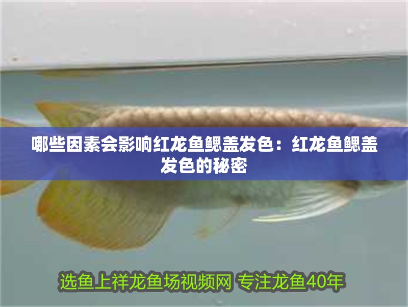 哪些因素會影響紅龍魚鰓蓋發色：紅龍魚鰓蓋發色的秘密