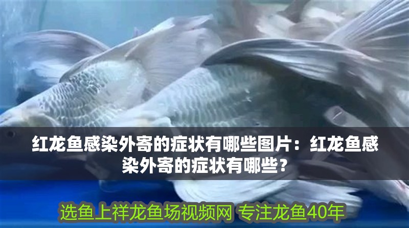紅龍魚感染外寄的癥狀有哪些圖片：紅龍魚感染外寄的癥狀有哪些？ 紅龍魚感染外寄的癥狀有哪些圖片：紅龍魚感染外寄的癥狀有哪些？ 水族問答