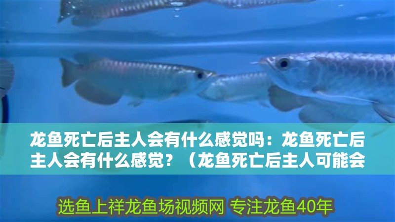 龍魚死亡后主人會有什么感覺嗎：龍魚死亡后主人會有什么感覺？（龍魚死亡后主人可能會經歷一系列復雜的情緒反應不僅有助于主人）
