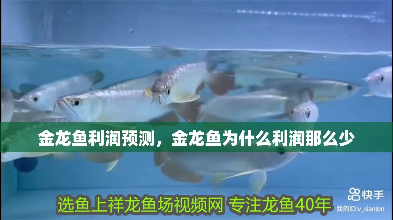 金龍魚利潤預測，金龍魚為什么利潤那么少 金龍魚利潤預測，金龍魚為什么利潤那么少 觀賞魚百科