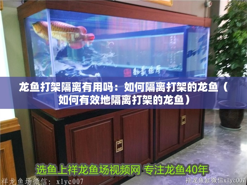 龍魚打架隔離有用嗎：如何隔離打架的龍魚（如何有效地隔離打架的龍魚）