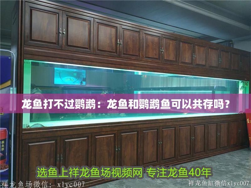 龍魚打不過鸚鵡：龍魚和鸚鵡魚可以共存嗎？