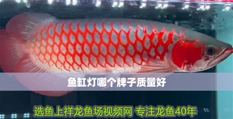 龍魚干蝦有營養嗎 魚缸燈哪個牌子質量好 觀賞魚百科 魚缸燈哪個牌子質量好 魚缸燈哪個牌子質量好 觀賞魚百科