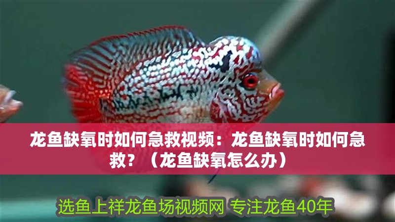 龍魚缺氧時如何急救視頻：龍魚缺氧時如何急救？（龍魚缺氧怎么辦）