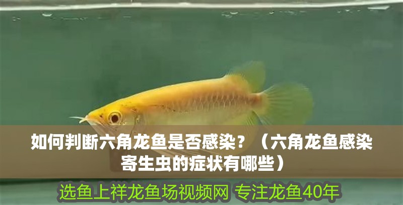 如何判斷六角龍魚是否感染？（六角龍魚感染寄生蟲的癥狀有哪些） 如何判斷六角龍魚是否感染？（六角龍魚感染寄生蟲的癥狀有哪些） 龍魚百科