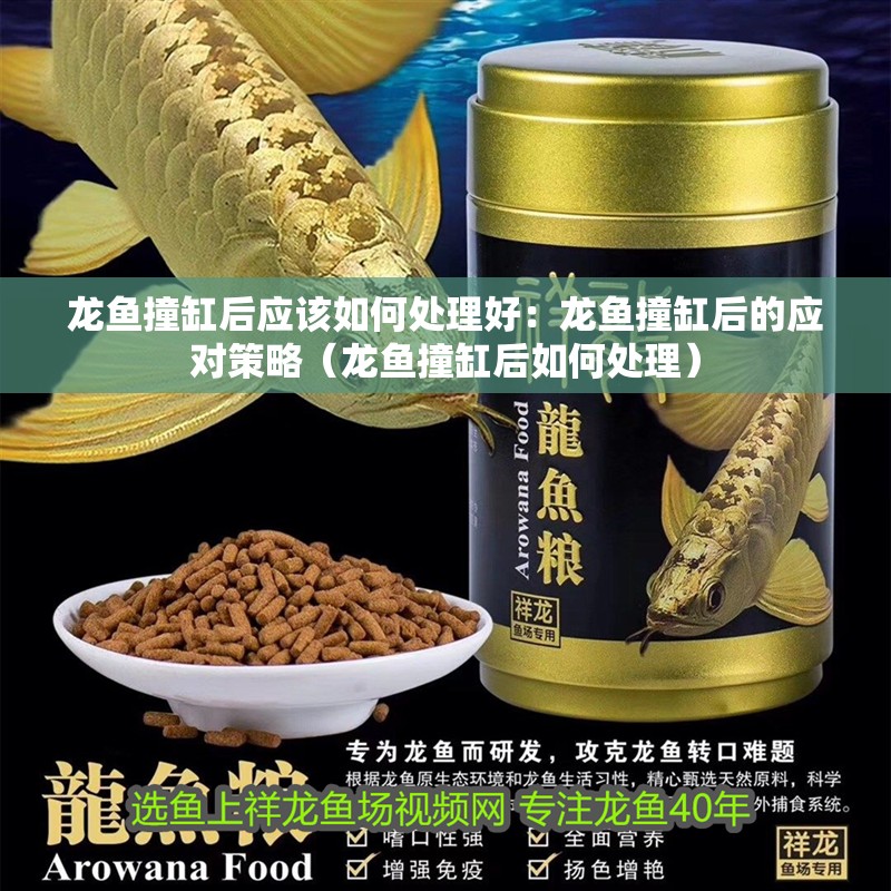 龍魚撞缸后應該如何處理好：龍魚撞缸后的應對策略（龍魚撞缸后如何處理）
