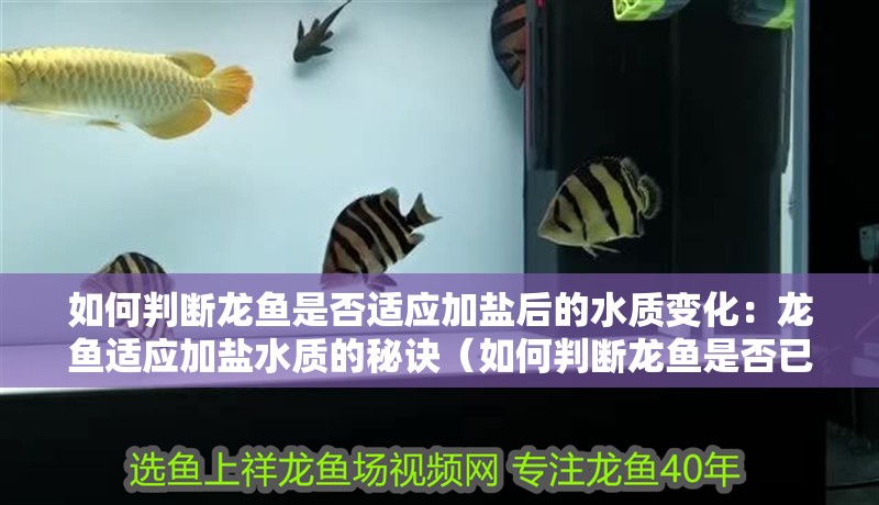 如何判斷龍魚是否適應加鹽后的水質變化：龍魚適應加鹽水質的秘訣（如何判斷龍魚是否已經適應了加鹽后的水質）