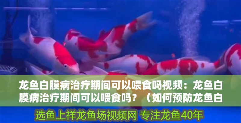 龍魚白膜病治療期間可以喂食嗎視頻：龍魚白膜病治療期間可以喂食嗎？（如何預防龍魚白膜病）
