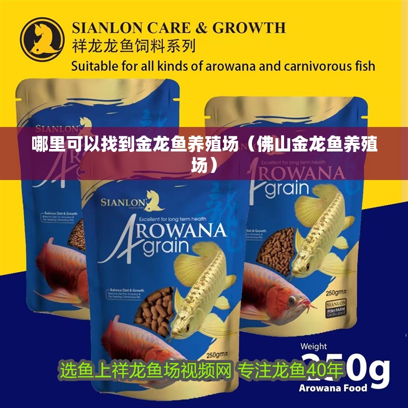 哪里可以找到金龍魚養(yǎng)殖場（<strong><mark>佛山</mark></strong>金龍魚養(yǎng)殖場）