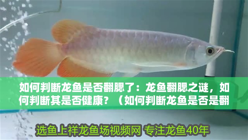 如何判斷龍魚是否翻腮了：龍魚翻腮之謎，如何判斷其是否健康？（如何判斷龍魚是否是翻腮）