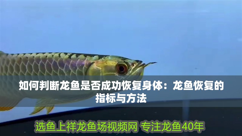 如何判斷龍魚是否成功恢復身體：龍魚恢復的指標與方法