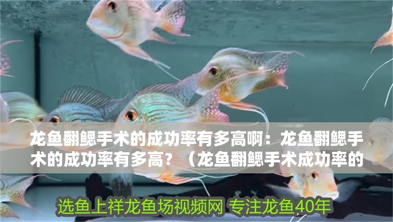 龍魚翻鰓手術(shù)的成功率有多高啊：龍魚翻鰓手術(shù)的成功率有多高？（龍魚翻鰓手術(shù)成功率的影響因素）
