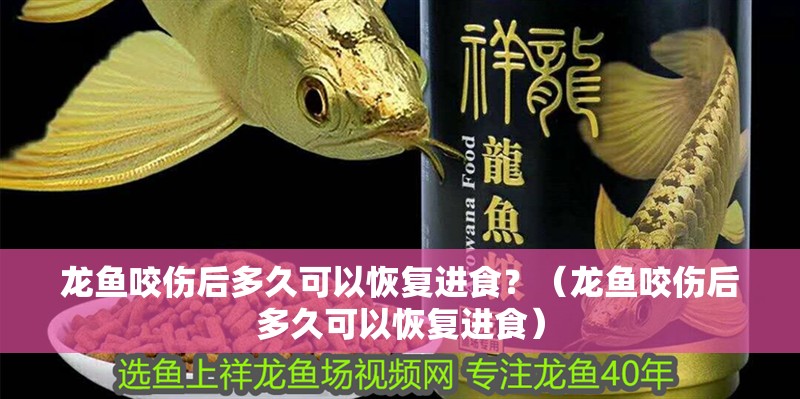 龍魚咬傷后多久可以恢復進食？（龍魚咬傷后多久可以恢復進食）