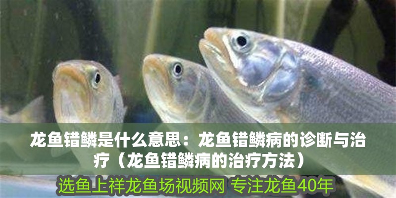 龍魚錯鱗是什么意思：龍魚錯鱗病的診斷與治療（龍魚錯鱗病的治療方法）