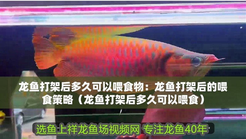 龍魚打架后多久可以喂食物：龍魚打架后的喂食策略（龍魚打架后多久可以喂食）
