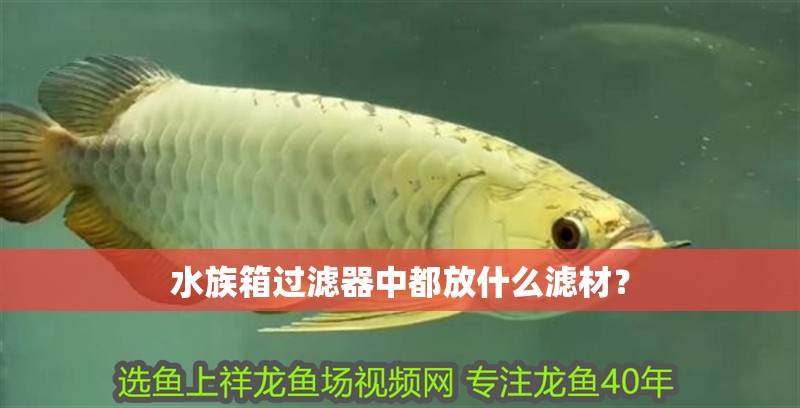 水族箱過濾器中都放什么濾材？ 水族箱過濾器中都放什么濾材？ 觀賞魚百科
