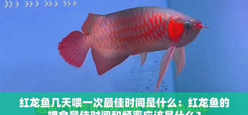 紅龍魚幾天喂一次最佳時間是什么：紅龍魚的喂食最佳時間和頻率應該是什么？