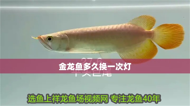 金龍魚多久換一次燈