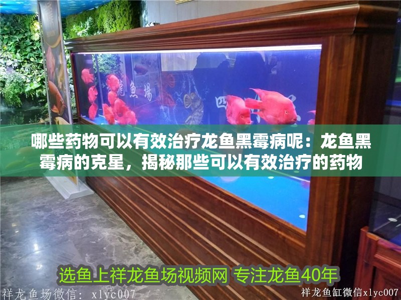 哪些藥物可以有效治療龍魚黑霉病呢：龍魚黑霉病的克星，揭秘那些可以有效治療的藥物