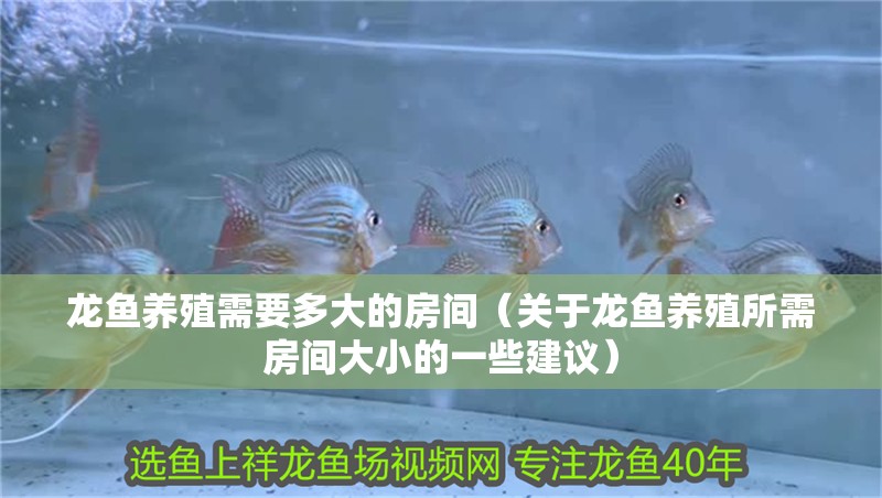 龍魚養殖需要多大的房間（關于龍魚養殖所需房間大小的一些建議）