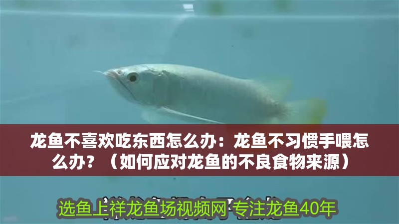 龍魚不喜歡吃東西怎么辦：龍魚不習慣手喂怎么辦？（如何應對龍魚的不良食物來源）