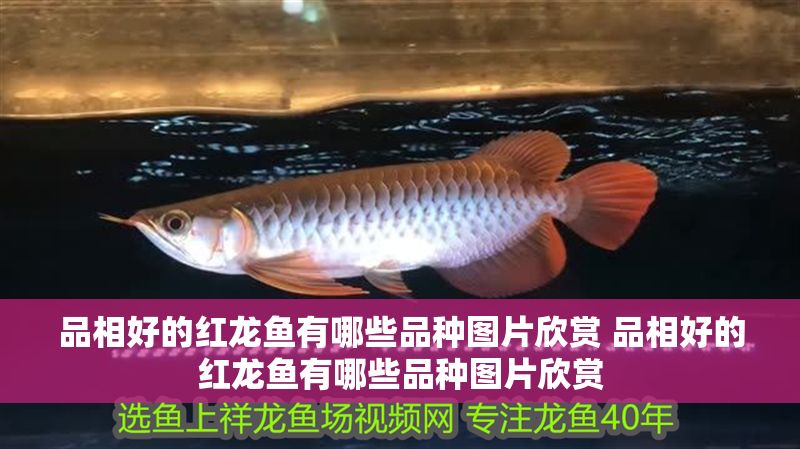 品相好的紅龍魚有哪些品種圖片欣賞 品相好的紅龍魚有哪些品種圖片欣賞 品相好的紅龍魚有哪些品種圖片欣賞 品相好的紅龍魚有哪些品種圖片欣賞 龍魚百科 第1張