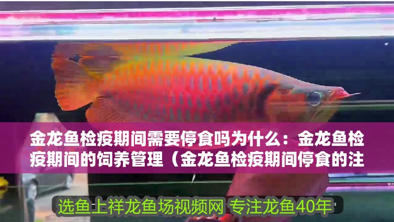 金龍魚檢疫期間需要停食嗎為什么：金龍魚檢疫期間的飼養管理（金龍魚檢疫期間停食的注意事項）