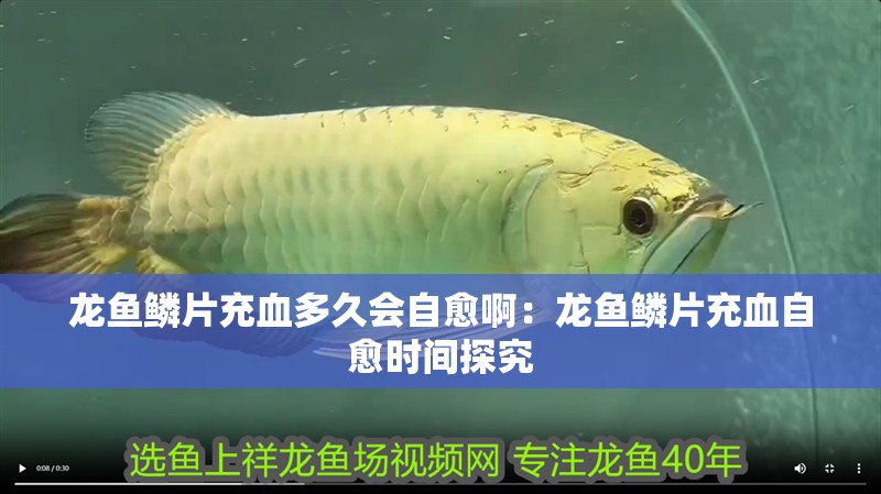 龍魚鱗片充血多久會自愈啊：龍魚鱗片充血自愈時間探究