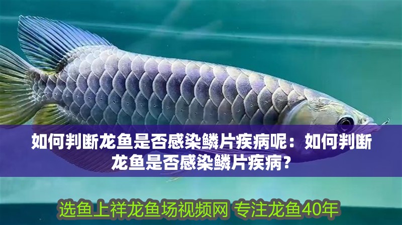 如何判斷龍魚是否感染鱗片疾病呢：如何判斷龍魚是否感染鱗片疾病？