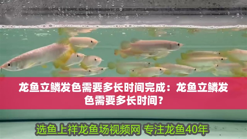 龍魚立鱗發色需要多長時間完成：龍魚立鱗發色需要多長時間？