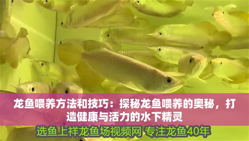 龍魚喂養方法和技巧：探秘龍魚喂養的奧秘，打造健康與活力的水下精靈