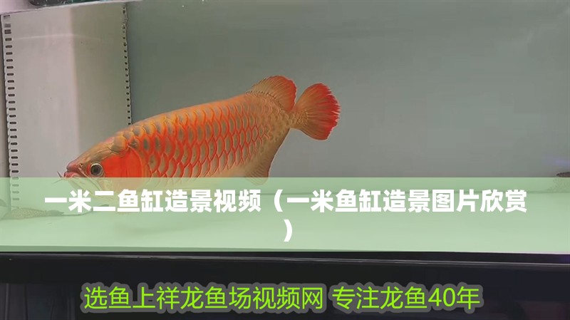魚缸過濾器選購指南:自制魚缸過濾器魚缸上置過濾器對于養魚愛好者的必備知識 一米二魚缸造景視頻(一米魚缸造景圖片欣賞) 觀賞魚百科 一米二魚缸造景視頻(一米魚缸造景圖片欣賞) 一米二魚缸造景視頻(一米魚缸造景圖片欣賞) 觀賞魚百科