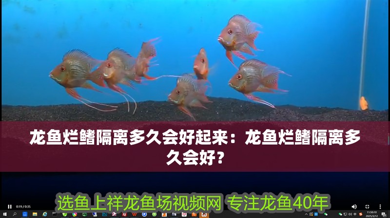 龍魚爛鰭隔離多久會好起來：龍魚爛鰭隔離多久會好？